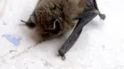 Soirée chauves-souris et visite historique à Vias