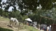 Soirée contes et tapas pour la Journée mondiale du cheval à Salindres