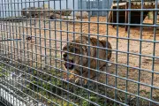 Soupçons de maltraitance et opérations financières opaques au refuge La Tanière