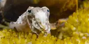 Sépia : l'odyssée poétique d'une seiche sur France TV