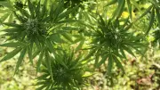 À Sète, un retraité de 74 ans cultivait 29 plants de cannabis chez lui