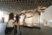 T-Rex 