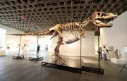 T-Rex « Gus » vendu 50,1 millions $, record du fossile le plus cher