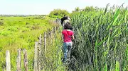Étang de l'Or : balades naturalistes gratuites et contées cet été
