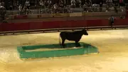Taureaux-piscine : deux soirées festives à Villeneuve-lès-Maguelone
