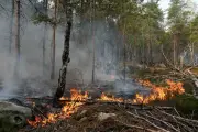 Tentative d'incendie près de Fontainebleau : un homme en garde à vue