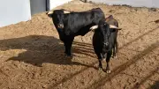 Toros de luxe Garcia Jimenez pour la corrida du 19 juillet à Lunel