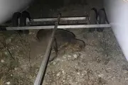 Tortue caouanne pond sur la plage du Yacht-club à Toulon, une première