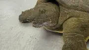 Tortues de Chine dans le Lez : morsures dangereuses et enquête sur une possible invasion
