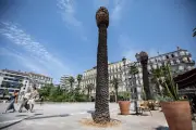 Toulon : 12 palmiers décimés par le charançon rouge place de la Liberté