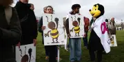 Traces de néonicotinoïdes dans du Nutella et des miels importés