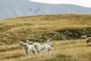 Traileuse mordue par un patou à Grasse : elle témoigne et porte plainte
