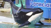 Transfert controversé de huit dauphins de Marineland vers l'Espagne
