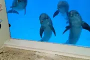 Transfert des dauphins de Marineland : inquiétude grandissante pour Dam