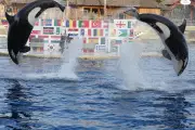 Transfert des orques de Marineland : pourquoi Wikie et Keijo restent à Antibes