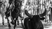 Trois jours de fêtes taurines à Barjac pour le week-end d'El Torino