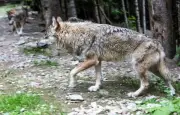 Trois personnes jugées pour avoir abattu illégalement neuf loups dans les Hautes-Alpes