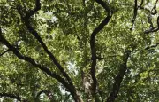 Troisième canicule : comment les forêts françaises résistent-elles ?