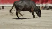 Trophée des As : six raseteurs pour une course camarguaise d'exception à Marsillargues