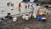 Trésors cachés de la Grande Conque : plongée dans les petits fonds rocheux