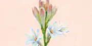 Tubéreuse : l'odeur envoûtante d'un péché floral