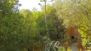 Un agave fleurit après 30 ans dans un jardin à Jacou
