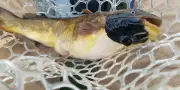 Un cancer transmissible découvert chez des poissons marins