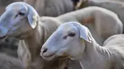 Un Cévenol condamné à huit mois ferme pour avoir volé et égorgé cinq agneaux