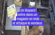 Un léopard s'introduit dans un supermarché en Inde et blesse une personne