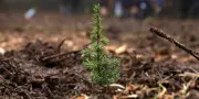 Un milliard d'arbres plantés : le décret sur le renouvellement des forêts annulé par le Conseil d'État