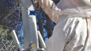 Un nid de guêpes bloque la réparation de la fibre optique à Faugères
