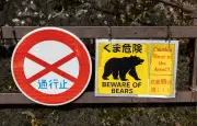 Un ours noir multiplie les cambriolages dans une ville japonaise