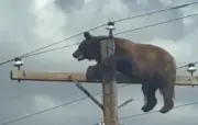 Un ours perché sur un poteau électrique meurt électrocuté au Nouveau-Mexique