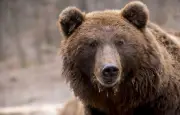 Un ours s'approche d'un enfant, le chien de la famille intervient