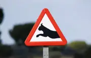 Un panneau routier inédit pour protéger le lynx dans le Haut-Jura