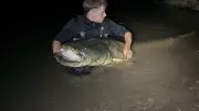 Un pêcheur de 22 ans capture un silure géant de 2,50 m et 110 kg dans l'Hérault