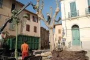 Un platane contaminé par le chancre doré abattu place Jean-Jaurès au Beausset
