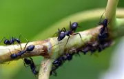 Un restaurant étoilé coréen poursuivi pour avoir servi des fourmis