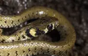Un serpent se cache dans une machine à laver en Galice