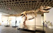 Un T-Rex de 11,6 mètres vendu aux enchères par Sotheby’s à New York