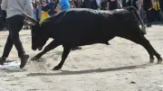 Un taureau s'invite au bar lors d'une fête votive dans le Gard, trois blessés