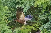 Un vautour s'échappe du zoo de La Flèche pendant un spectacle