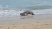Une tortue caouanne de 80 kg échouée sur une plage de Sète le 14 juillet