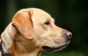 Une vidéo virale d'un chien sauvant un bébé est un deepfake