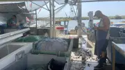 Valras : les derniers petits pêcheurs vendent leur poisson en direct