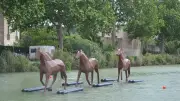 Vandalisme des chevaux de halage sur le canal du Midi à Béziers