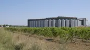 Vendanges 2026 : la Cave d'Héraclès ouvre la saison dans le Gard