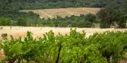 Vendanges 2026 : la sécheresse menace la récolte