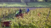 Vendanges mi-août en Occitanie : les vignerons face au dérèglement climatique