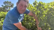 Vendanges précoces dans le Gard : tout se joue dans les 10 jours